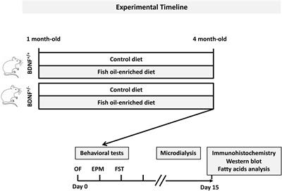 Anxiolytic- and Antidepressant-Like Effects of Fish Oil-Enriched Diet in Brain-Derived Neurotrophic Factor Deficient Mice